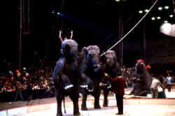 Bobby Gibbs and his performing elephants