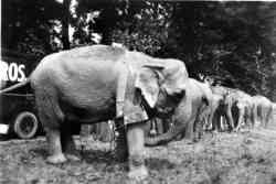 Downie Bros Circus Elephants