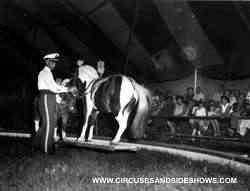 Circus Animal Trainer Matt Laurish