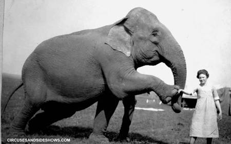 Elephant Modock Patterson Circus 1922