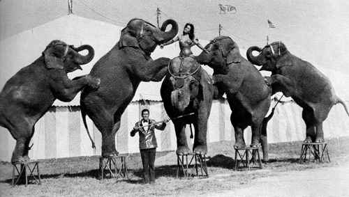 Circus animal trainer Fred Logan
