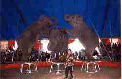 L E Barnes Circus Elephants