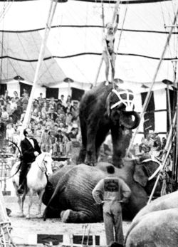 Rex Williams on Horseback Clydebeatty Cole Bros Circus