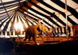 Roberts Bros Circus Elephant Act