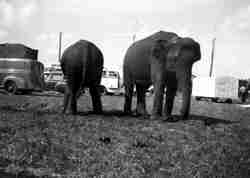 Rogers Bros Circus elephants