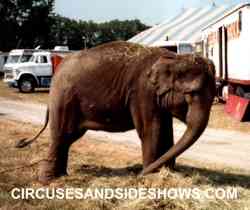Amy the Roller Bros. Circus Elephant