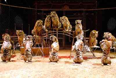 Circus Atayde Tiger Act