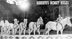Bobby Gibbs' performing Mules