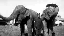 Russell Bros. Circus elephants with Blackie Bowman